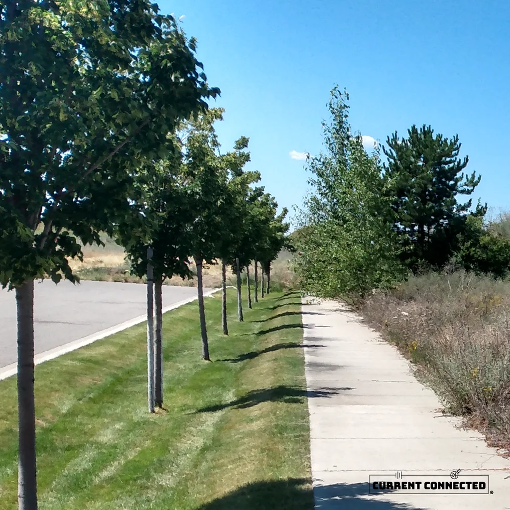 Photo of a sidewalk next to several trees. The day is warm, and the trees provide a small amount of shade. 